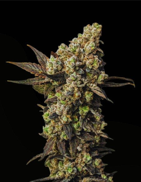 Astro Lemonade F1 Seeds (Royal Queen Seeds) 🍋 High agrumes