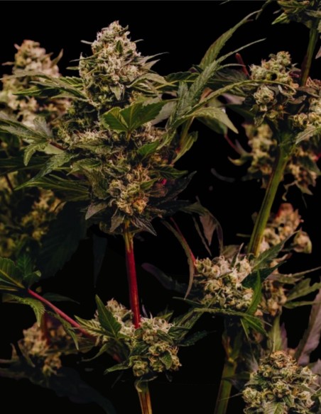 Astro Lemonade F1 Seeds (Royal Queen Seeds) 🍋 High agrumes