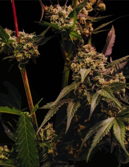 Astro Lemonade F1 Seeds (Royal Queen Seeds) 🍋 High agrumes