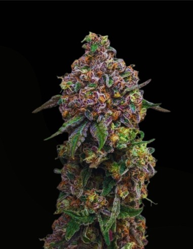 Cosmic Cheddar F1 (Royal Queen Seeds) 🧀 Rendements XXL