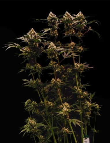 Cosmic Cheddar F1 (Royal Queen Seeds) 🧀 Rendements XXL