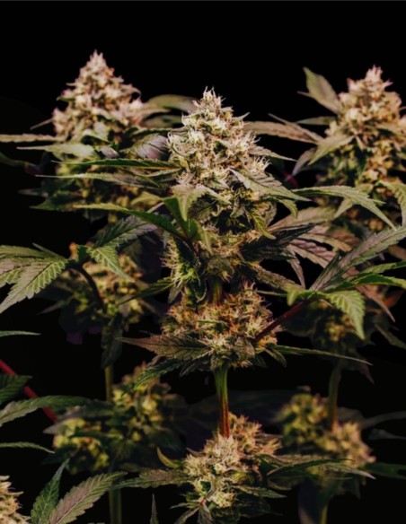 Cosmic Cheddar F1 (Royal Queen Seeds) 🧀 Rendements XXL