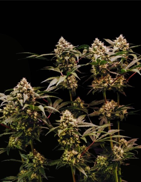 Cosmic Cheddar F1 (Royal Queen Seeds) 🧀 Rendements XXL