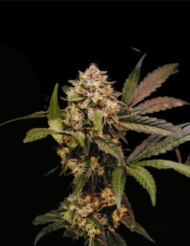 Cosmic Cheddar F1 (Royal Queen Seeds) 🧀 Rendements XXL