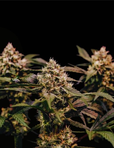 Cosmic Cheddar F1 (Royal Queen Seeds) 🧀 Rendements XXL