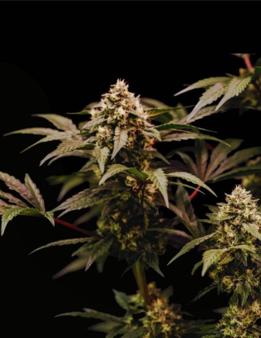 Cosmic Cheddar F1 (Royal Queen Seeds) 🧀 Rendements XXL