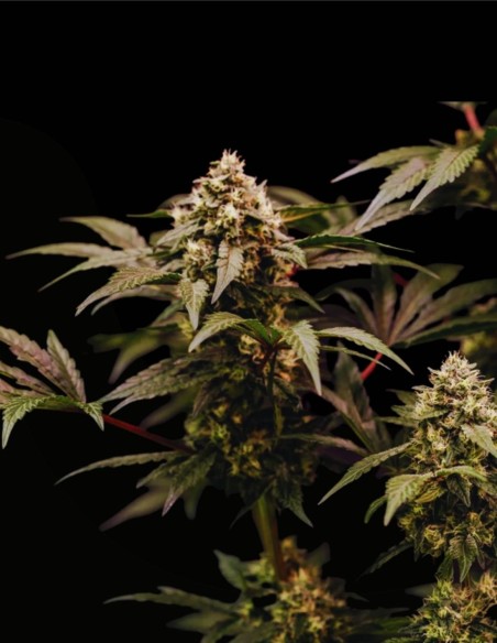 Cosmic Cheddar F1 (Royal Queen Seeds) 🧀 Rendements XXL