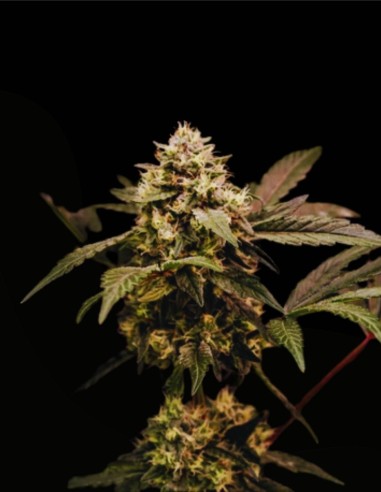 Cosmic Cheddar F1 (Royal Queen Seeds) 🧀 Rendements XXL