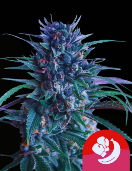 Banana Brawler (Royal Queen Seeds) 🍌 Bombe de terpènes