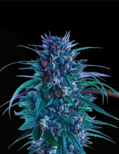 Banana Brawler (Royal Queen Seeds) 🍌 Bombe de terpènes 2