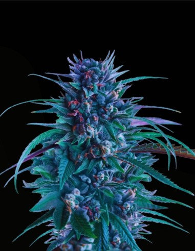 Banana Brawler (Royal Queen Seeds) 🍌 Bombe de terpènes