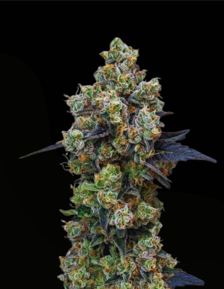 Orbital Banana F1 (Royal Queen Seeds) 🍌 F1 d’Élite