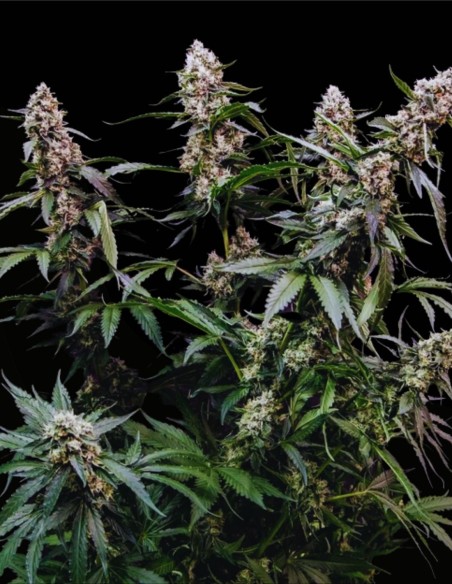 Orbital Banana F1 (Royal Queen Seeds) 🍌 F1 d’Élite