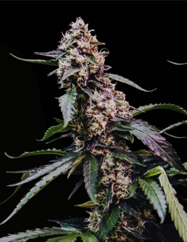 Orbital Banana F1 (Royal Queen Seeds) 🍌 F1 d’Élite