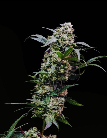 Orbital Banana F1 (Royal Queen Seeds) 🍌 F1 d’Élite