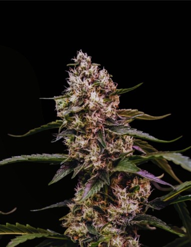 Orbital Banana F1 (Royal Queen Seeds) 🍌 F1 d’Élite