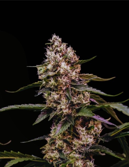 Orbital Banana F1 (Royal Queen Seeds) 🍌 F1 d’Élite