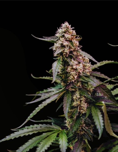 Orbital Banana F1 (Royal Queen Seeds) 🍌 F1 d’Élite