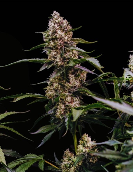 Orbital Banana F1 (Royal Queen Seeds) 🍌 F1 d’Élite