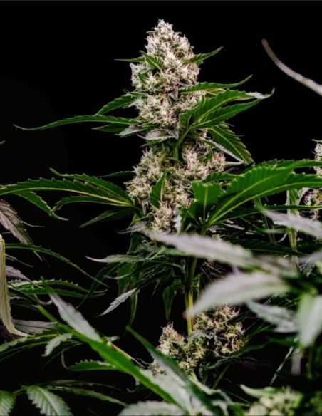 Orbital Banana F1 (Royal Queen Seeds) 🍌 F1 d’Élite