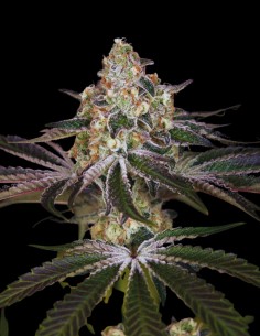 White Widow Seeds (Bulk Legacy) 🕷️ Legendary 25% THC