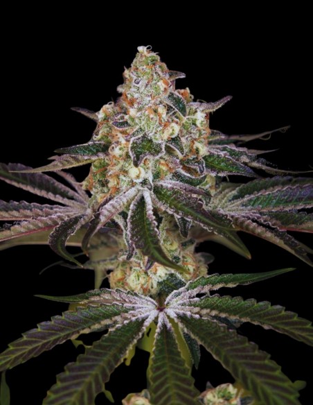 White Widow Seeds (Bulk Legacy) 🕷️ Legendary 25% THC