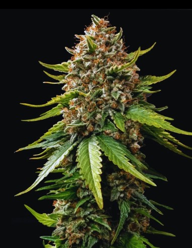 White Widow Auto Seeds (Bulk Legacy) 🕷️ Fast 9 Weeks