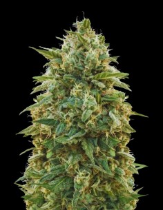 Semi di Amnesia (Bulk Legacy) 🍋 Potenza Leggendaria