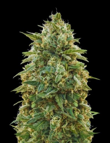 Semi di Amnesia (Bulk Legacy) 🍋 Potenza Leggendaria