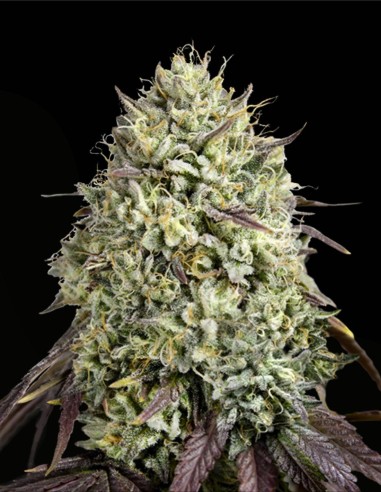 Georgia Pie (Advanced Seeds) 🍑 Rapide & Haut Rendement