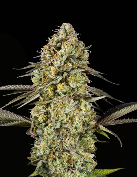 Auto Georgia Pie (Advanced Seeds) 🍰 Dolce Potenza Cremosa