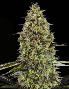 Runtz Triploid (Advanced Seeds) 🍬 Dolce sapore di caramella