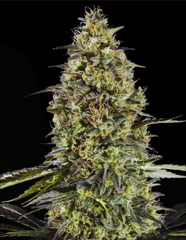 Runtz Triploid (Advanced Seeds) 🍬 Sabor dulce a caramelo