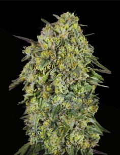 Papaya Triploid (Advanced Seeds) 🌴 Raccolti Tropicali