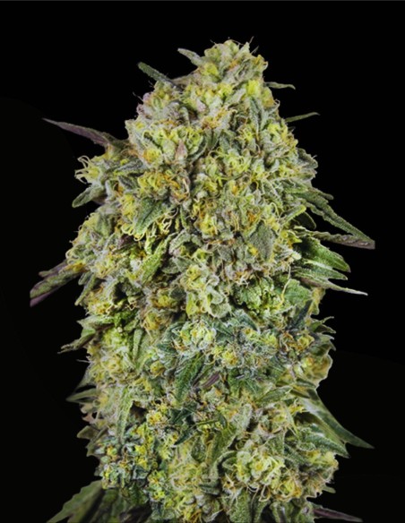 Papaya Triploid (Advanced Seeds) 🌴 Raccolti Tropicali