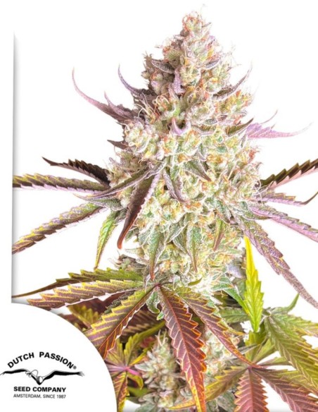 Fruit Bomb Punch Seeds (Dutch Passion) 💣 XXL Yields