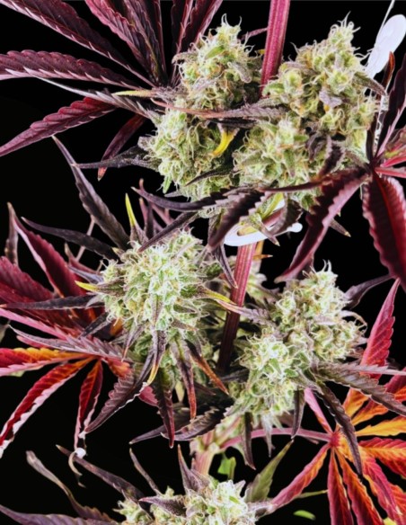 Fruit Bomb Punch Seeds (Dutch Passion) 💣 XXL Yields