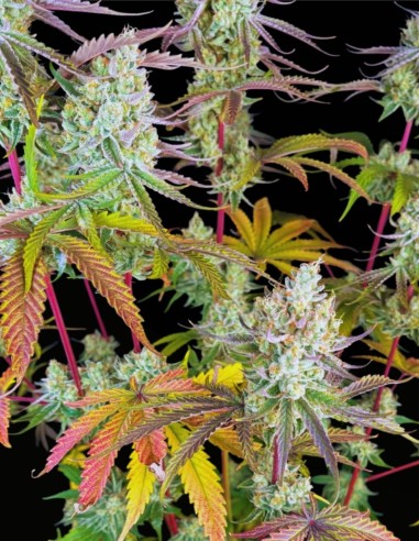 Fruit Bomb Punch Seeds (Dutch Passion) 💣 XXL Yields