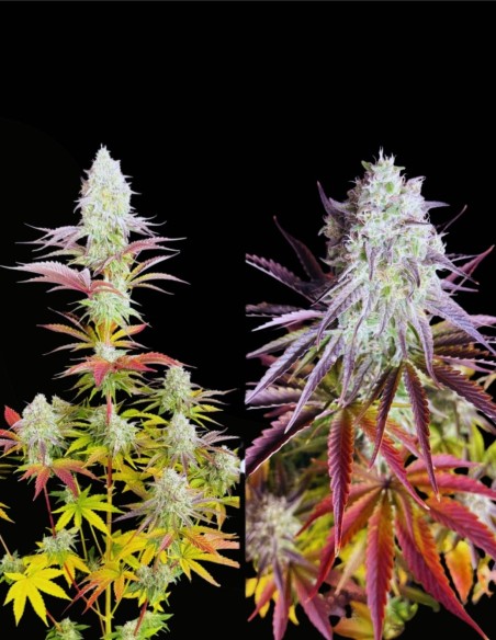 Fruit Bomb Punch Seeds (Dutch Passion) 💣 XXL Yields