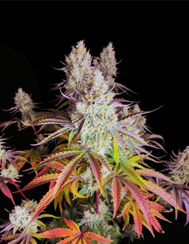 Fruit Bomb Punch Seeds (Dutch Passion) 💣 XXL Yields