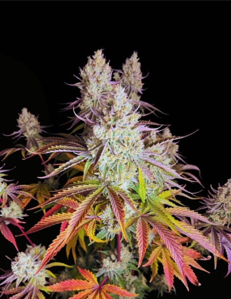 Fruit Bomb Punch Seeds (Dutch Passion) 💣 XXL Yields