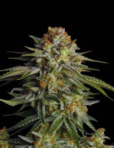 GG4 Sherbet FF (FastBuds Seeds) 🦍 7-Wochen-Ernte
