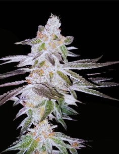 Kingston Punch (Dutch Passion) 🎨 Kreativer High 2