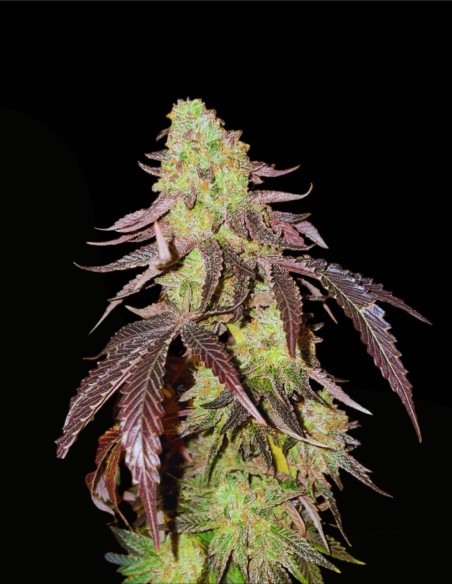 Kingston Punch (Dutch Passion) 🎨 Kreativer High