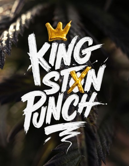 Kingston Punch (Dutch Passion) 🎨 Kreativer High
