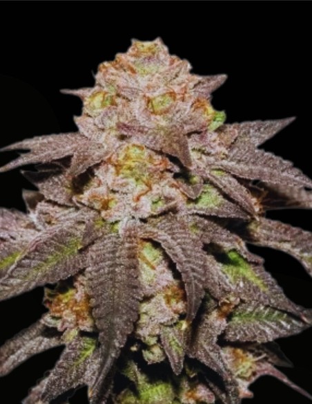 Kingston Punch (Dutch Passion) 🎨 Kreativer High