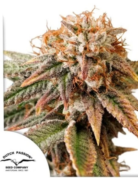 Auto Kingston Punch (Dutch Passion) ⚡ XXL Auto Power