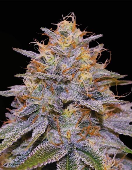 Orange Frappe (G13 Labs) 🍊 Híbrido Cítrico y Cremoso