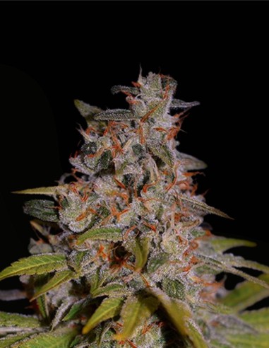 Honey Papaya (G13 Labs) 🍯 Dulce Poder Exótico