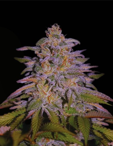 Glazed Gushers (G13 Labs) 🍬 Belleza púrpura con resina